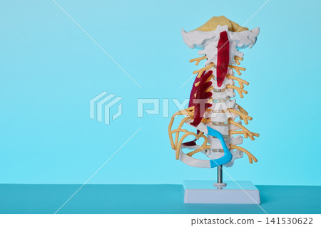 Spinal cord anatomical model with spinal nerves on stand. Orthopedic diagnostics of neuralgia and vertebral stenosis. 141530622