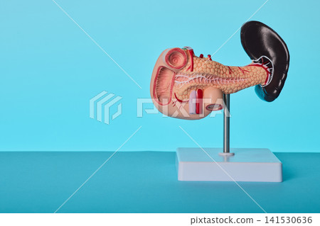 Detailed anatomical pancreas and spleen model on clinic table. Medical consultation of endocrine system diseases. 141530636