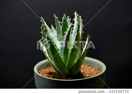 蘆薈 141530772
