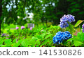 Sunlight filtering through the fresh green leaves and blue hydrangea blossoms 141530826