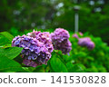 A vibrant blue-purple hydrangea blooming in a park surrounded by fresh greenery, with a beautiful bokeh background. 141530828