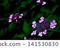 The pink and bluish-purple hydrangea flowers stand out quietly against the deep green of the darkness. 141530830