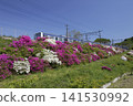 Azaleas along the JR Joban Line 141530992