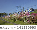 Azaleas along the JR Joban Line 141530993