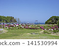 Azaleas along the JR Joban Line 141530994