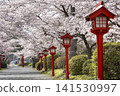 Cherry blossoms at Suzugaoka Hachiman Shrine 141530997