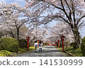 Cherry blossoms at Suzugaoka Hachiman Shrine 141530999