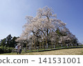 Cherry blossoms in Tozumi 141531001