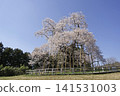 Cherry blossoms in Tozumi 141531003