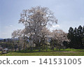 Cherry blossoms in Tozumi 141531005