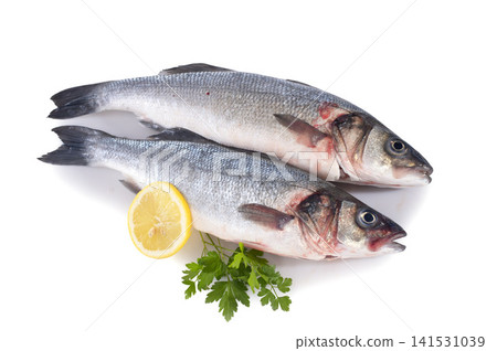seabass seabass 141531039
