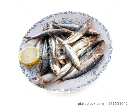 fresh sardine fresh sardine 141531041