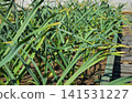 Wooden bed with green garlic stalks 141531227