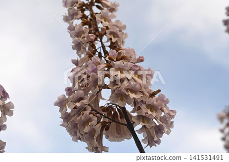 Close-up of Blooming Paulownia Flowers in Spring. Close-up of Blooming Paulownia Flowers in Spring. 141531491