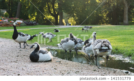 Barnacle Geese Family Resting by Park Path and Puddle Barnacle Geese Family Resting by Park Path and Puddle 141531779