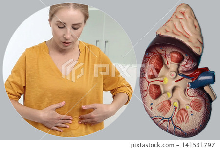 Kidney disease diagnostics and urology consultation in clinic. Woman suffering from renal pain next to anatomical model. Kidney disease diagnostics and urology consultation in clinic. Woman suffering from renal pain next to anatomical model. 141531797