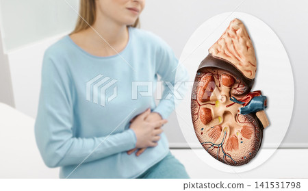 Diagnostics of pyelonephritis and kidney stones. Young woman suffering from acute abdominal pain next to kidney anatomical model. Diagnostics of pyelonephritis and kidney stones. Young woman suffering from acute abdominal pain next to kidney anatomical model. 141531798
