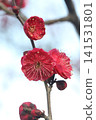 Red plum flower 141531801