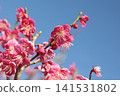 Red plum blossoms shining against the blue sky 141531802