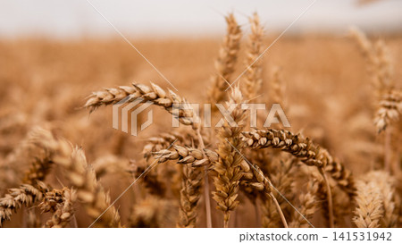 Close view of ripe wheat heads swaying across golden field, with soft natural light, blurred background, textured grain spikes, warm earthy tones, and calm rural harvest atmosphere Close view of ripe wheat heads swaying across golden field, with soft natural light, blurred background, textured grain spikes, warm earthy tones, and calm rural harvest atmosphere 141531942