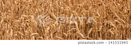 Close view of ripe golden wheat heads bending among dense stalks in warm sunlight, showing textured grain, dry stems, rustic farmland atmosphere, and abundant harvest color Close view of ripe golden wheat heads bending among dense stalks in warm sunlight, showing textured grain, dry stems, rustic farmland atmosphere, and abundant harvest color 141531943