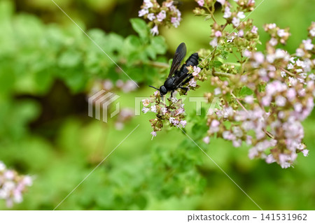 Kobi bee 141531962