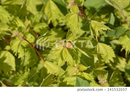 Lush False Nettle Bush with Red Stems and Buds Lush False Nettle Bush with Red Stems and Buds 141532037