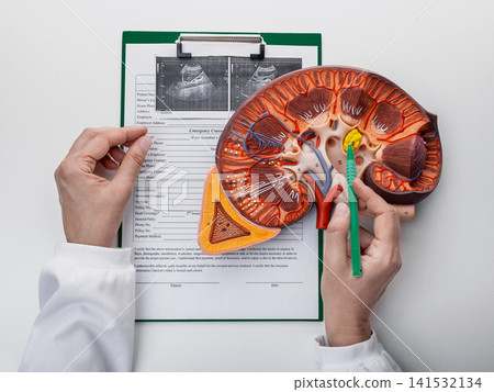 Doctor explaining kidney anatomy using anatomical model during nephrology consultation. Urinary system diagnosis and patient education. Doctor explaining kidney anatomy using anatomical model during nephrology consultation. Urinary system diagnosis and patient education. 141532134