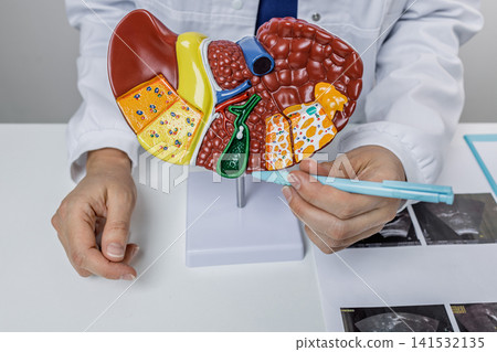 Doctor pointing at pancreas anatomical model during patient consultation. Treatment of gallbladder and liver diseases 141532135