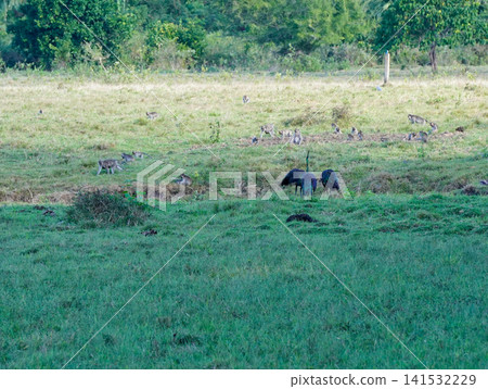 View of the natural savanna ecosystem in Sadengan, a protected habitat for Javan banteng and deer. View of the natural savanna ecosystem in Sadengan, a protected habitat for Javan banteng and deer. 141532229