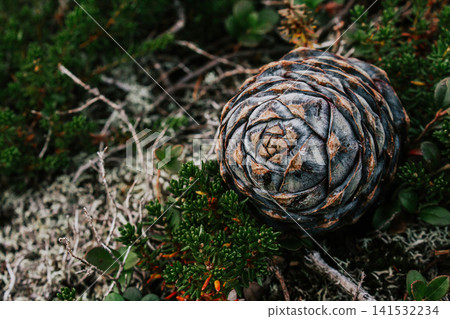 Botanical background in grey, green and brown colors. Forms created by nature. Pine cone on moss, grass and branches of a small evergreen bush Botanical background in grey, green and brown colors. Forms created by nature. Pine cone on moss, grass and branches of a small evergreen bush 141532234