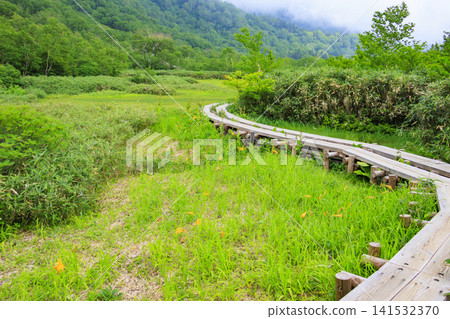 Tsugaike Nature Garden in summer, alpine plants in full bloom Tsugaike Nature Garden in summer, alpine plants in full bloom 141532370