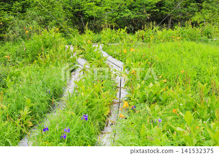 Tsugaike Nature Garden in summer, alpine plants in full bloom Tsugaike Nature Garden in summer, alpine plants in full bloom 141532375