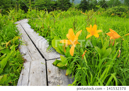 Tsugaike Nature Garden in summer, alpine plants in full bloom Tsugaike Nature Garden in summer, alpine plants in full bloom 141532378