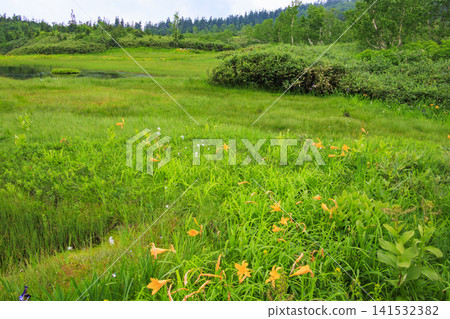 Tsugaike Nature Garden in summer, alpine plants in full bloom Tsugaike Nature Garden in summer, alpine plants in full bloom 141532382