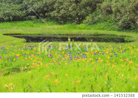 Tsugaike Nature Garden in summer, alpine plants in full bloom Tsugaike Nature Garden in summer, alpine plants in full bloom 141532388