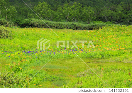 Tsugaike Nature Garden in summer, alpine plants in full bloom Tsugaike Nature Garden in summer, alpine plants in full bloom 141532391