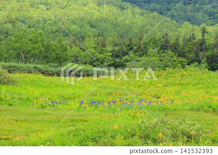 夏天的Tsugaike自然花園,盛開的高山植物 夏天的Tsugaike自然花園,盛開的高山植物 141532393