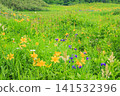 Tsugaike Nature Garden in summer, alpine plants in full bloom Tsugaike Nature Garden in summer, alpine plants in full bloom 141532396