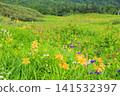 Tsugaike Nature Garden in summer, alpine plants in full bloom Tsugaike Nature Garden in summer, alpine plants in full bloom 141532397
