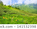 Tsugaike Nature Garden in summer, alpine plants in full bloom Tsugaike Nature Garden in summer, alpine plants in full bloom 141532398