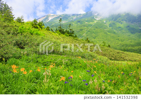Tsugaike Nature Garden in summer, alpine plants in full bloom Tsugaike Nature Garden in summer, alpine plants in full bloom 141532398