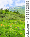 Tsugaike Nature Garden in summer, alpine plants in full bloom Tsugaike Nature Garden in summer, alpine plants in full bloom 141532399