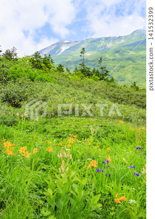 Tsugaike Nature Garden in summer, alpine plants in full bloom Tsugaike Nature Garden in summer, alpine plants in full bloom 141532399