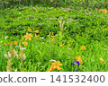 Tsugaike Nature Garden in summer, alpine plants in full bloom Tsugaike Nature Garden in summer, alpine plants in full bloom 141532400