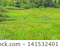 Tsugaike Nature Garden in summer, alpine plants in full bloom Tsugaike Nature Garden in summer, alpine plants in full bloom 141532401