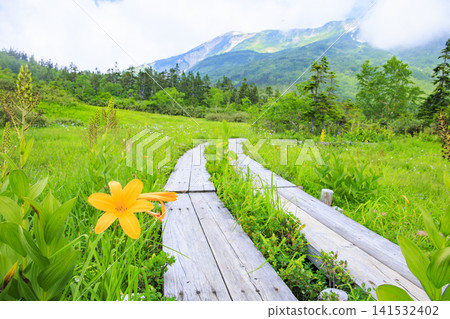Tsugaike Nature Garden in summer, alpine plants in full bloom Tsugaike Nature Garden in summer, alpine plants in full bloom 141532402