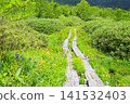 Tsugaike Nature Garden in summer, alpine plants in full bloom Tsugaike Nature Garden in summer, alpine plants in full bloom 141532403