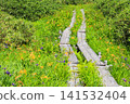 Tsugaike Nature Garden in summer, alpine plants in full bloom Tsugaike Nature Garden in summer, alpine plants in full bloom 141532404