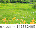 Tsugaike Nature Garden in summer, alpine plants in full bloom Tsugaike Nature Garden in summer, alpine plants in full bloom 141532405